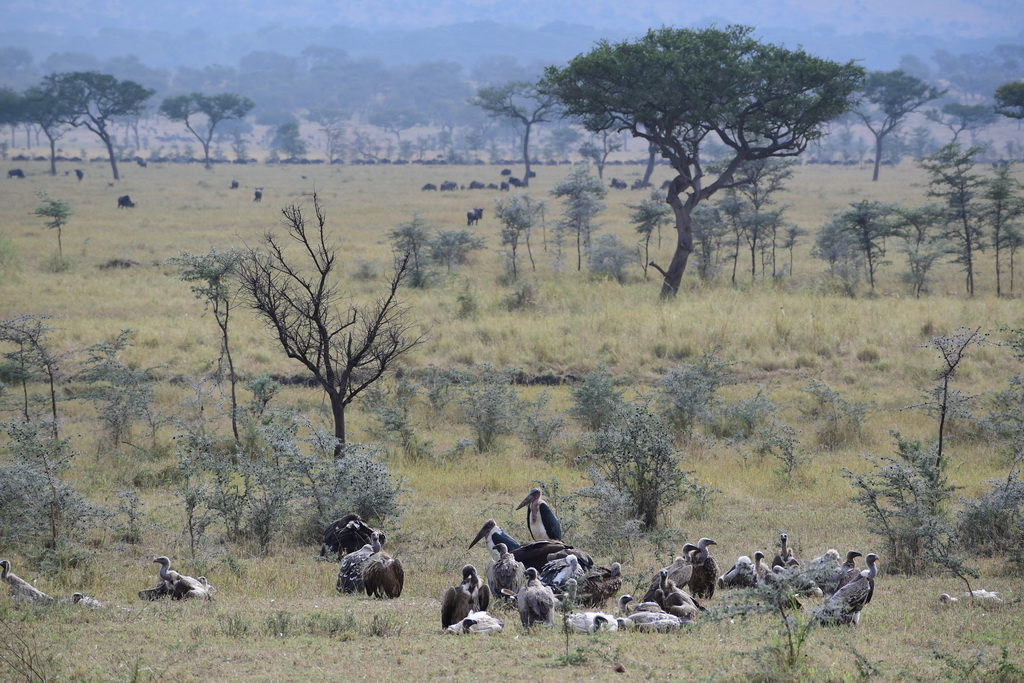 Drive to Central Serengeti